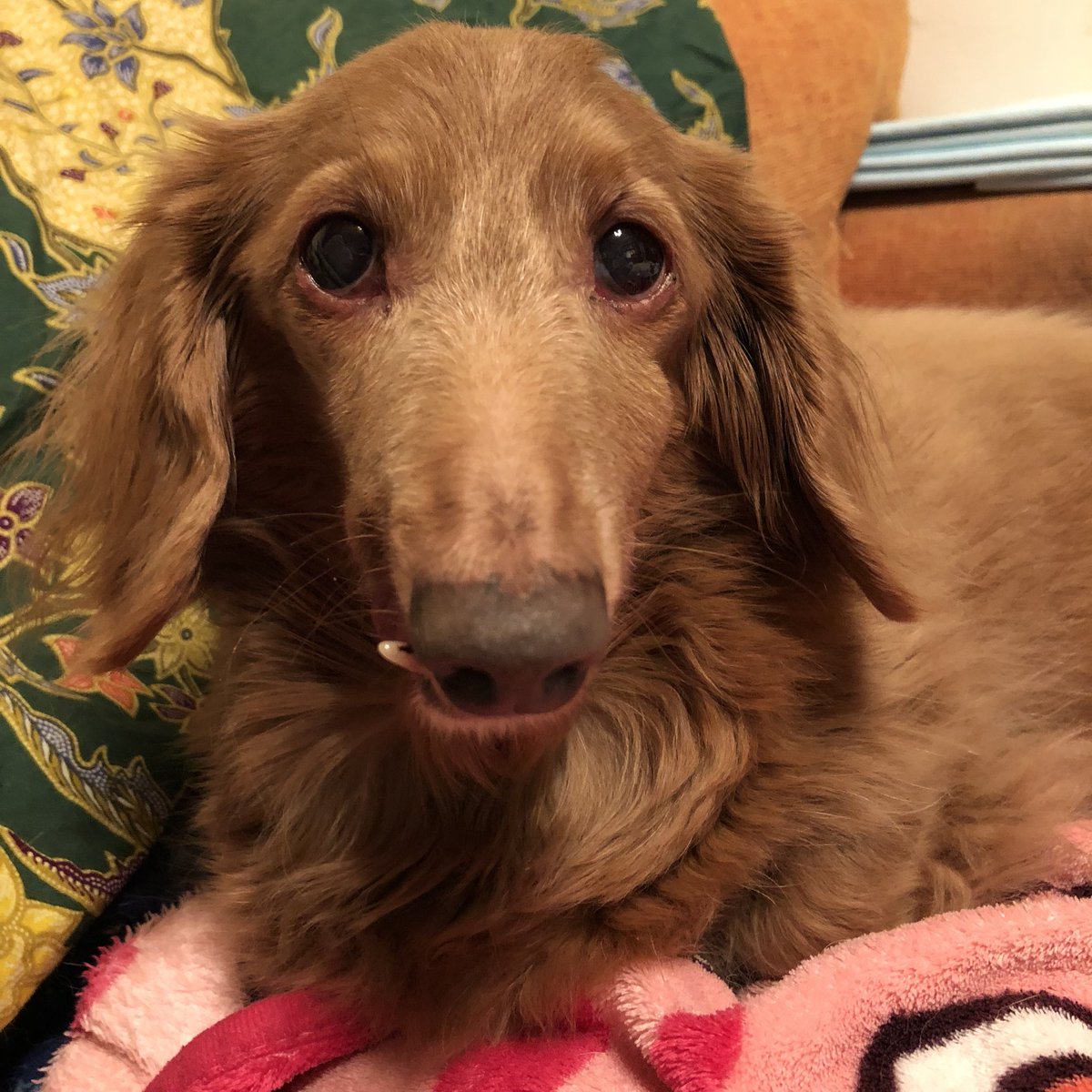 🐾土日祝日は、ドッグライフカウンセラーの有資格者が終日常駐しています🐾2019,1,12